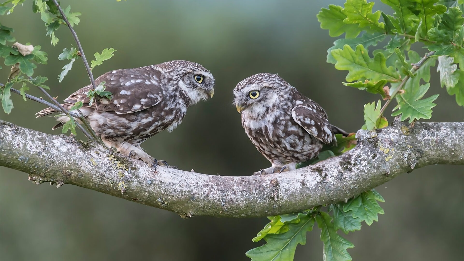 【战术解析】教练的策略如何赢得比赛，教练技术的四个步骤