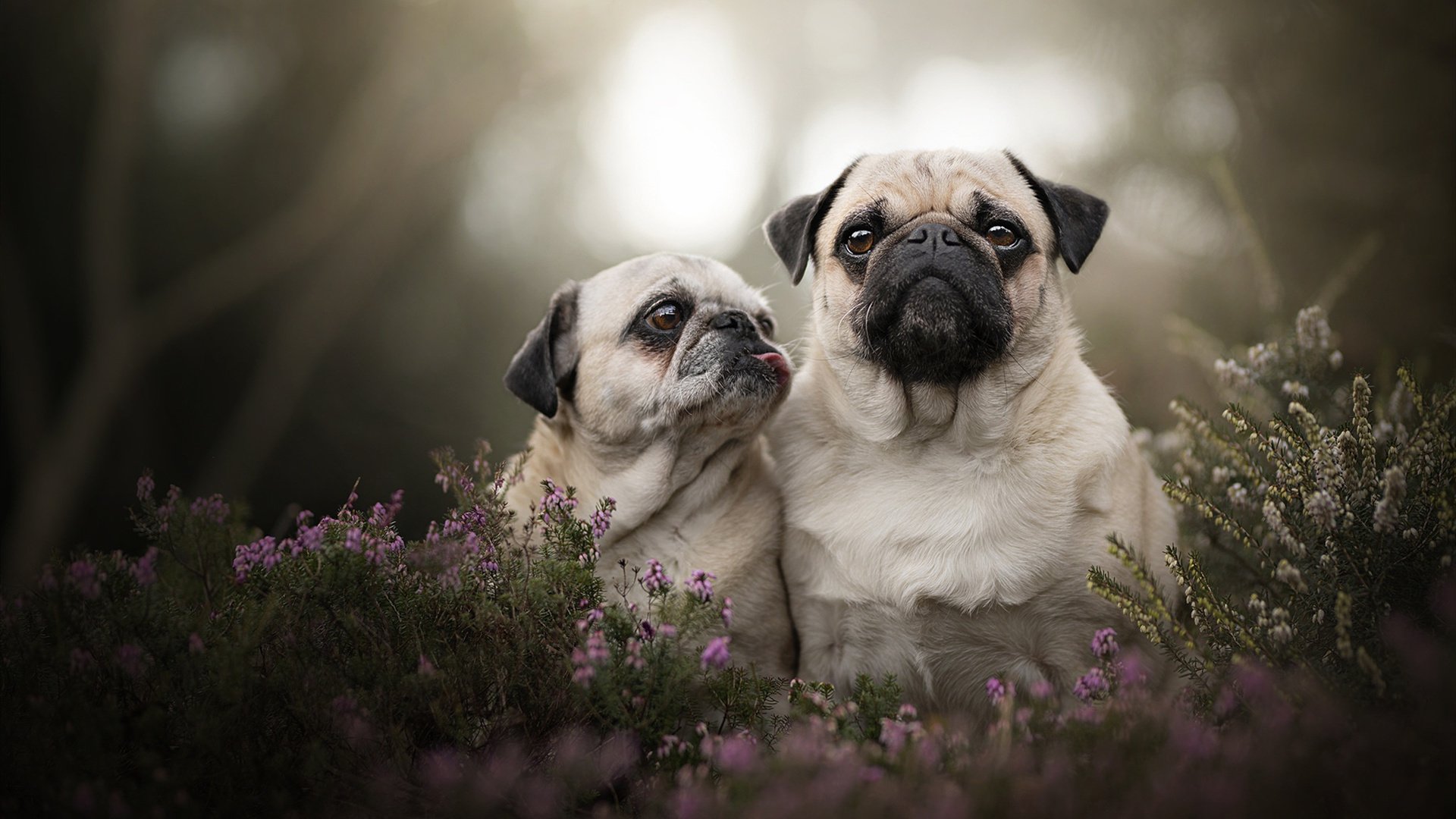 乡村运动会，乡村振兴新动力，乡村运动建设